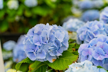 Obraz premium The hydrangeas are in full bloom
