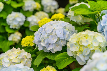 The hydrangeas are in full bloom