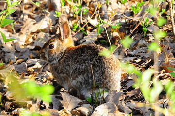 Rabbit
