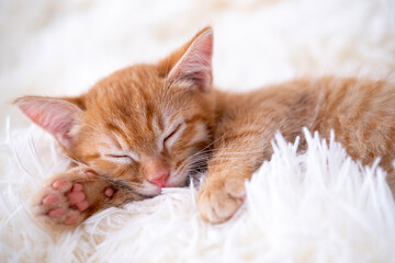 small red kitten sleeping on a white blanket