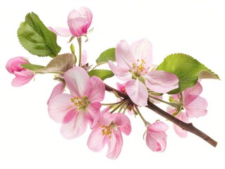 Enchanting Blooms: Apple Tree Flowers in Full Blossom on Twig