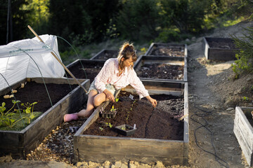 Young woman plants vegetable sprouts into raised beds at her backyard garden. Growing organic food near home