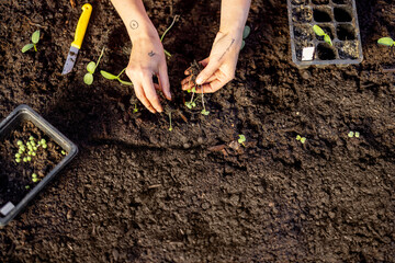 Woman planting vegetable sprouts into the soil, close-up view from above. Concept of germination and growth