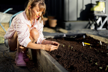 Young woman plants vegetable sprouts into raised beds at her backyard garden. Growing organic food...