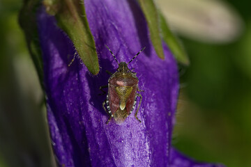 A Shield bug on a Canterbury bells flower