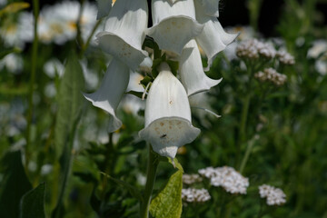 White-flowered foxglove