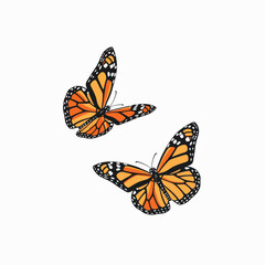 two orange butterflies flying side by side