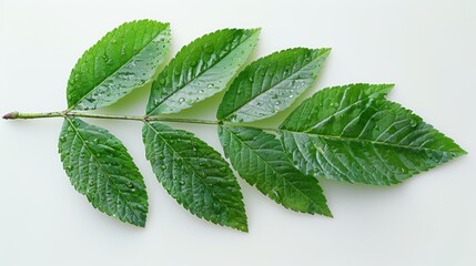Macro Shot of Exquisitely Detailed Mountain Ash Leaf on Clean White Background in 32K Ultra HD Resolution