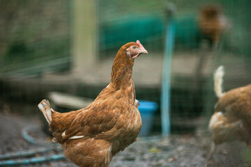 鶏舎にいる鶏