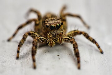 spider on the wall