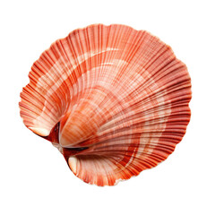 Close-up of a vibrant orange seashell with detailed textures, on a Transparent background