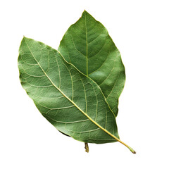 Obraz premium Close-up of two fresh green bay leaves on a Transparent background