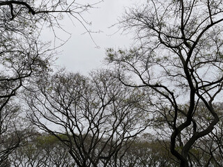 Springtime trees under foggy sky
