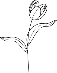 Tulip flower line art element vector