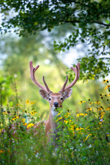 Close up portrait of a deer with antlers in forest