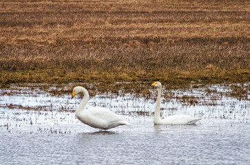 The two whooper swans (Cygnus cygnus), also known as the common swan, are resting in the field pond...