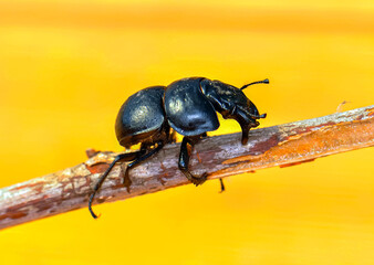 Macro photo of black beetle Kravchik or Lethrus