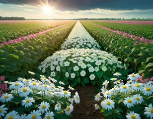 Fototapeta premium The first light of day casts a warm glow on a neatly arranged plantation of flowers, showcasing symmetry and agricultural design.. AI Generation