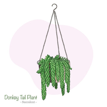 Donkey Tail, decorative succulent - hanging indoor Plant - stylized illustration with description text