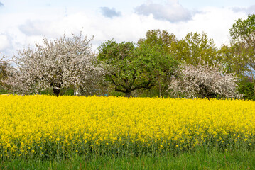 Gelb bl&uuml;hendes Rapsfeld vor einer Streuobstwiese mit weiss bl&uuml;henden Apfelb&auml;umen