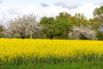 Gelb blühendes Rapsfeld vor einer Streuobstwiese mit weiss blühenden Apfelbäumen