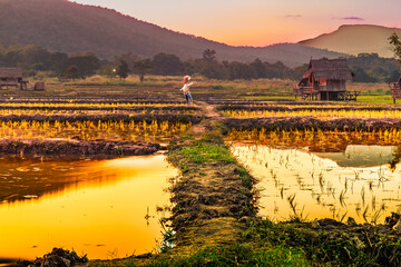 Evening rice fields at Huay Tung Tao in Chiang Mai Province