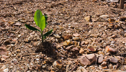 View of isolated banana sapling