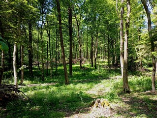 Logging in the forest in summer. many felled branches in piles are scattered in the forest between trees and fresh stumps that remained under the felled trees. Summer landscape in the artificial fores
