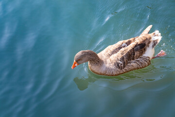 Ducks swimming in the lake in Atatürk Arboretum.