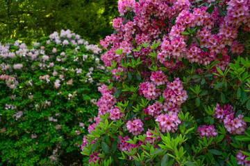 Background of bright pink lush bushes of blooming azaleas 