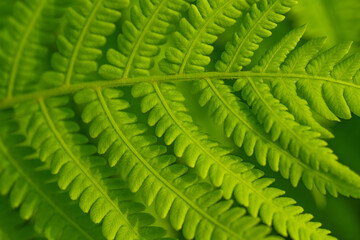 Ultra macro shot of a fern leaf. Shallow depth of field. Natural green background