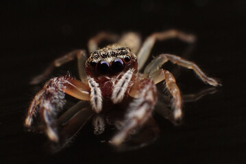 macro photography of a spider with its big eyes