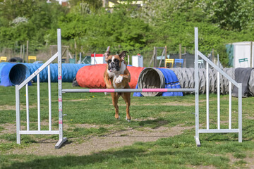 German Boxer Purebred Dog agility field jumping over obstacles, crossing tunnel, running slalom