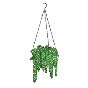 Donkey Tail, decorative succulent - hanging indoor Plant - stylized illustration with transparent background
