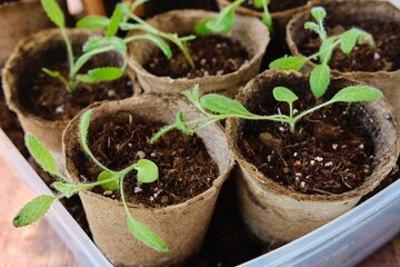 Picking sage seedlings into peat pots. Growing herbs on the windowsill and in the garden.