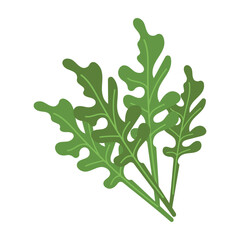 Hand drawn green arugula herb. Vector illustration on a white background for logo, web