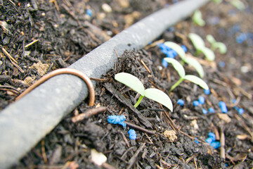 Jungpflanzen - Schutz 