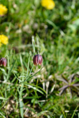 Alpine checkered lily flower