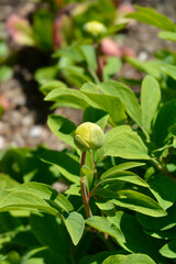 Obraz premium Mlokosewitchs peony flower bud
