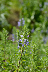 Moldavian dragonhead flowers