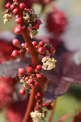 Castor oil plant Carmencita flowers