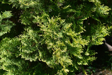 Rheingold Arborvitae branches