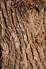 Small-leaved lime bark detail