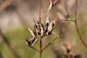 Pink lilac seed pods