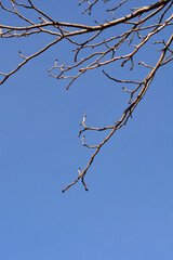 Red horse chestnut branches with buds in winter