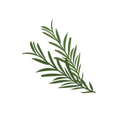 Green rosemary sprigs. Vector illustration of fresh herbs for cooking, logo, web design