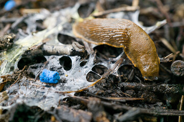 Nacktschnecke - Schneckenkorn 