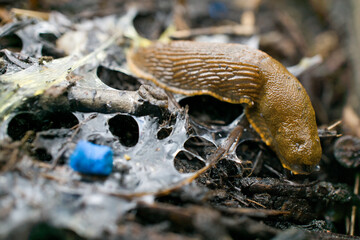 Schneckenkorn - Nacktschnecke 