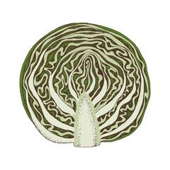 Cabbage half hand drawn vector