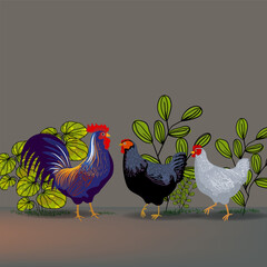 Set of chicken, rooster, hen, poultry farm animal set collection hand drawn vector illustration. Livestock pet domestic animal.